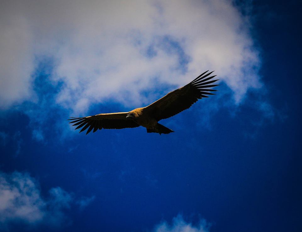 Cóndor sobrevolando el Filo Serrano de Merlo